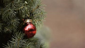 Město hledá vánoční strom
