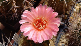 Do botanické zahrady se vrátila výstava kaktusů