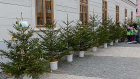 Dětská zařízení dostanou od Lesů ČR vánoční stromky
