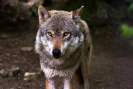 V Rychlebských horách se podle odborníků potulují nejméně dva vlci
