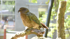Papoušci nestor kea v liberecké zoo mají nový pavilon. Vznikl z toalet