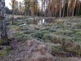 Tůně v lázeňských lesích přispějí k zadržení vody v krajině i zvýšení biodiverzity