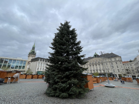 Brno už hledá vánoční strom