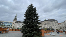 Brno už hledá vánoční strom